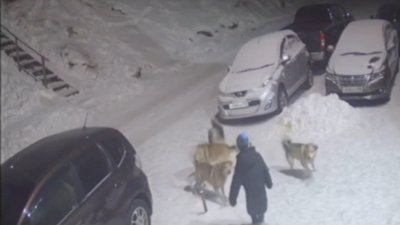 Стая собак атаковала 8-летнего ребёнка в Усть-Куте