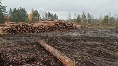 Ущерб от деятельности "чёрных лесорубов" в Иркутской области за прошлый год составил 4 миллиарда рублей