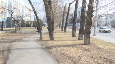 Исчезновением тополей с памятной аллеи в Иркутске заинтересовались следователи