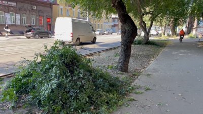 Санитарную рубку деревьев проводят в Иркутске