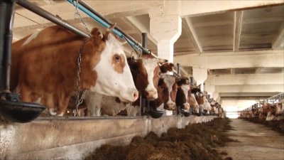 Ликвидировать поголовье скота из-за эпидемии приходится некоторым сельхозпроизводителям в Иркутской области