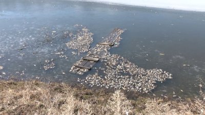 Массовая гибель рыбы произошла на одном из водоёмов в Иркутском районе