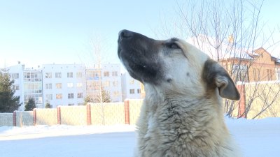 Жизнь бездомного животного в Иркутске глазами собаки
