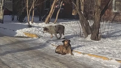 Бездомная собака напала на учителя в Иркутске