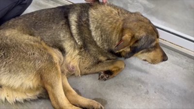 Новый поворот в истории о родившей щенков стерилизованной собаке в Иркутске