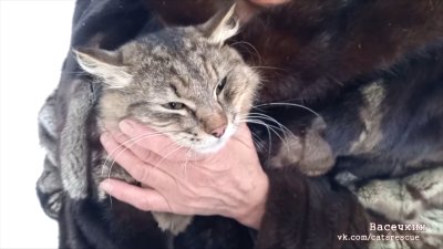 Иркутянин создал "Службу спасения котиков"