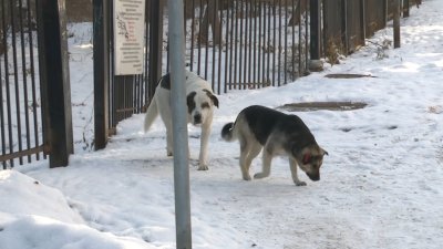 Стая бездомных собак поселилась возле одной из школ Иркутска
