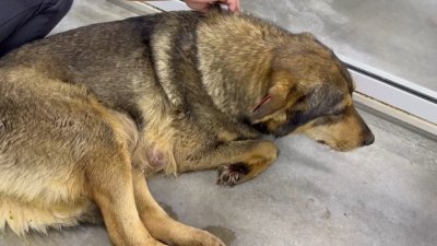 Бездомная собака с биркой о стерилизации ощенилась в Иркутске