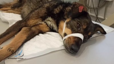 Бездомную собаку расстреляли в Иркутске