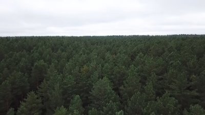 Финансирование охраны лесов в Иркутской области значительно увеличится 