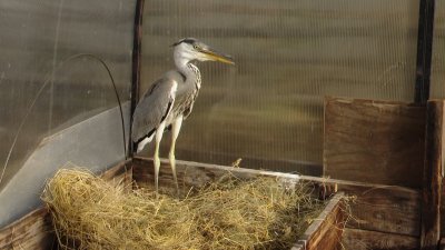 Несколько случаев, когда дикие птицы остались жить с людьми, зафиксированы в Иркутской области