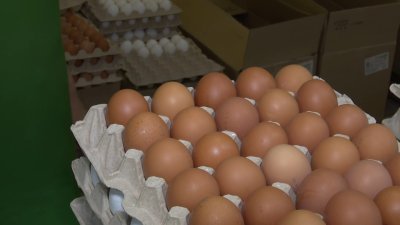 Пакт о сдерживании цен на куриное яйцо подписали в Иркутской области