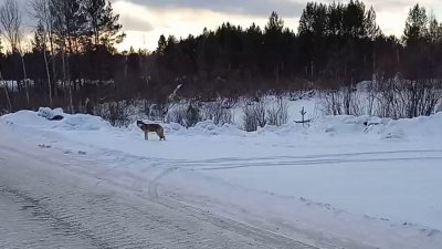 Стая волков нападает на собак в Казачинско-Ленском районе