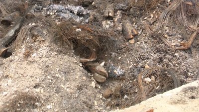 Нарушение правил утилизации погибшего от узелкового дерматита скота выявили в Иркутском районе