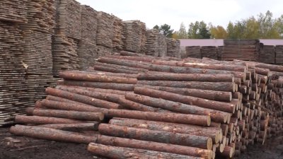 Новые эпизоды включены в дело о крупнейшей для Иркутской области контрабанде древесины