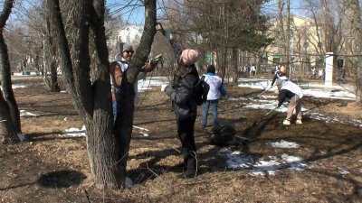 Волонтёры помогли провести обрезку деревьев в Иркутске