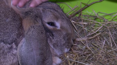 Брошенных после фотосессии кроликов обнаружили возле торгового центра в Иркутске