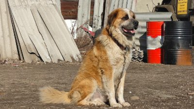 "Ценный выбор": где можно узнать об обязательной регистрации собак в Иркутской области 