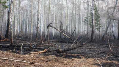 4 лесных пожара за выходные потушили в Прибайкалье