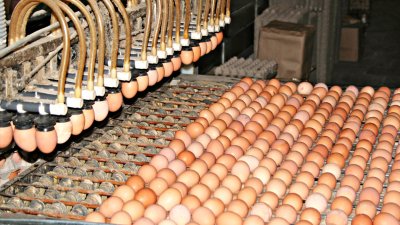 Цены на яйца в Иркутской области в ближайшее время должны снизиться