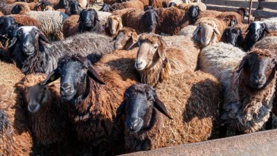 Маркировать сельскохозяйственных животных начнут в Иркутской области с 1 марта