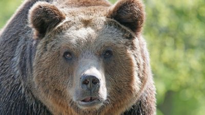 Зимняя спячка медведей в Иркутской области начнётся позже обычного  