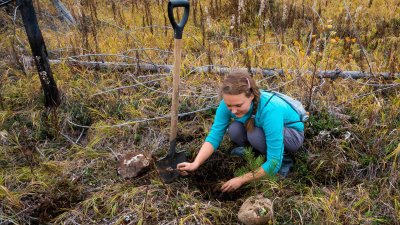 6 тысяч деревьев высадят волонтёры на Ольхоне