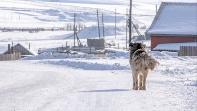 Штрафы за самовыгул  собак без поводка и намордника введут в Иркутской области