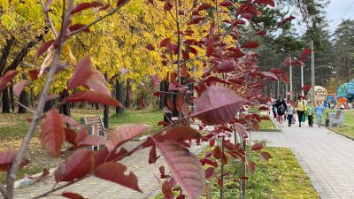 Более 640 декоративных деревьев и кустарников украсили в этом году Ангарск