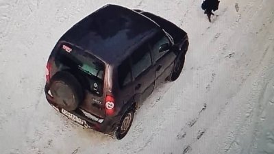 Автомобилист переехал собаку и скрылся с места происшествия в Иркутском районе