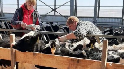 Более 8 тысяч животных уже вакцинировали от узелкового дерматита в Черемховском районе