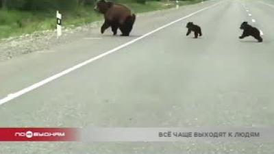 КБЖД закрыта для туристов из-за  медведей