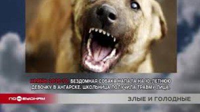 Самые серьёзные случаи нападения бродячих собак на жителей региона