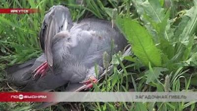 Десятки погибших голубей обнаружили в одном из районов Иркутска