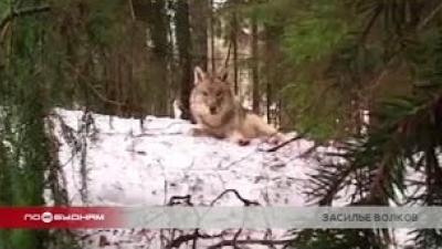 Волков в Иркутской области стало в два раза больше нормы