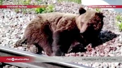 Медведи стали чаще выходить к людям на территории Иркутской области