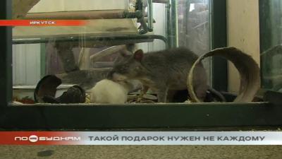 Крыс, живой символ наступившего 2020, массово сдают в зоопарки Иркутска