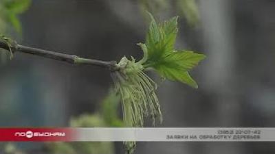 Обработка деревьев от вредителей скоро начнётся в Иркутске