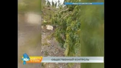 Массовую вырубку кедра обнаружили общественники в Усольском и Черемховском районах
