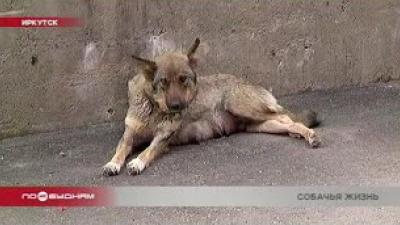 Иркутяне собирают деньги на стерилизацию бездомных собак