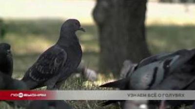 Об истории развития голубеводства расскажут "Прогулки по старому Иркутску"