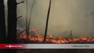 13 лесных пожаров действуют в Иркутской области