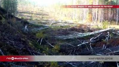 "Чёрные лесорубы" из Ангарска заготавливали древесину на особо охраняемой территории 