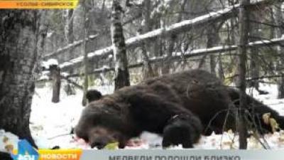 Специальный патруль защитит жителей от медведей