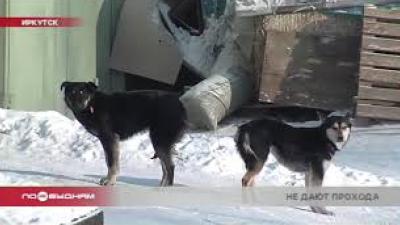Бездомная собака напала на сотрудницу детсада в Иркутске