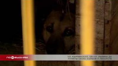 Акция помощи приютам для животных "Лучший друг" пройдёт в Иркутске 