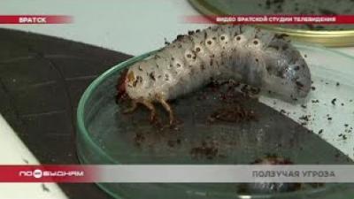 Огромные личинки неизвестных насекомых появились в одном из садоводств Братска