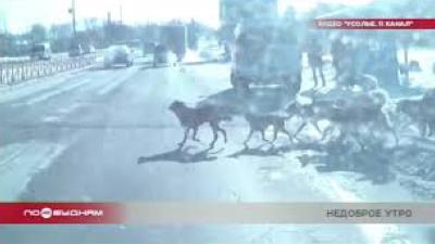 Бродячие собаки напали на ребёнка в Усолье-Сибирском