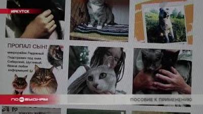 Интернет всё чаще помогает хозяевам в Иркутске найти потерявшихся собак