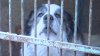 Государственный приют для  бездомных собак планируют построить в Тайшете